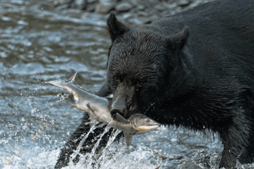Salmon and other migratory fish play crucial role in delivering nutrients